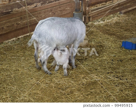 kid kid kid kid goat kid baby 99495915