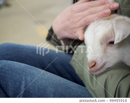 kid kid kid kid goat kid baby 99495918