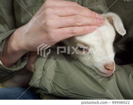 Goat, goat, kid, kid, hug, healing 99496022