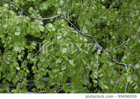 Branches with spring leaves European beech Fagus sylvatica , selective focus. Plant background with green spring leaves. Close up 99496099
