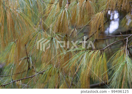 Close on a cluster of cones, part of the Longleaf Pine tree known for its endurance and long life. Close on a cluster of cones, part of the Longleaf Pine tree known for its endurance and long life. 99496125