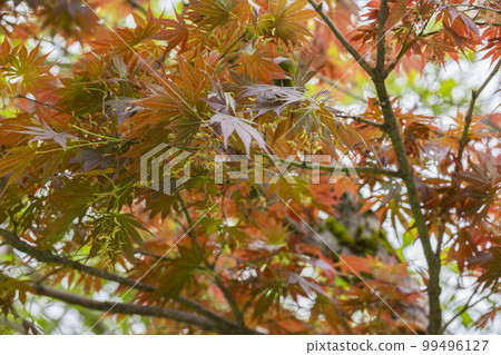maple leaf red autumn sunset tree blurred background maple leaf red autumn sunset tree blurred background 99496127