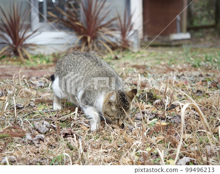 Cat cat cat Cat cat cat 99496213