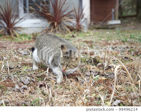 Cat cat cat Cat cat cat 99496214