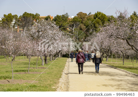 Quinta de los Molinos. Flower. Spring. Community of Madrid park at the time of the flowering of almond and cherry trees in the streets of Madrid, in Spain. Spring 2023. Quinta de los Molinos. Flower. Spring. Community of Madrid park at the time of the flowering of almond and cherry trees in the streets of Madrid, in Spain. Spring 2023. 99496463