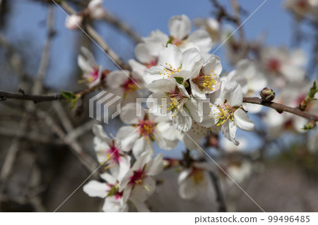 Quinta de los Molinos. Flower. Spring. Community of Madrid park at the time of the flowering of almond and cherry trees in the streets of Madrid, in Spain. Spring 2023. 99496485