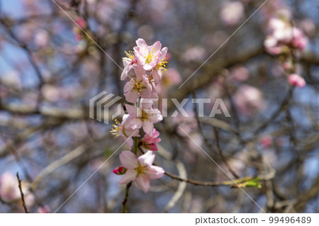 Quinta de los Molinos. Flower. Spring. Community of Madrid park at the time of the flowering of almond and cherry trees in the streets of Madrid, in Spain. Spring 2023. Quinta de los Molinos. Flower. Spring. Community of Madrid park at the time of the flowering of almond and cherry trees in the streets of Madrid, in Spain. Spring 2023. 99496489