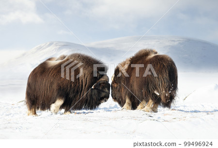 Musk Oxen fighting in winter, Dovrefjell National Park Musk Oxen fighting in winter, Dovrefjell National Park 99496924