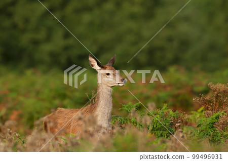 Close up of a red deer hind standing in bracken 99496931