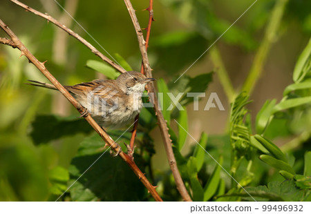 Close-up of a perched Common whitethroat juvenile 99496932