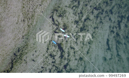 Three surfers on the surface of the water are waiting for a wave, top view. Clusters of green algae in seawater. Three surfers on the surface of the water are waiting for a wave, top view. Clusters of green algae in seawater. 99497269