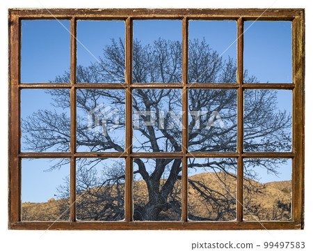 tree silhouette at Colorado foothills - window view 99497583