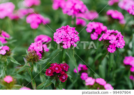 Beautiful pink flowers of Turkish carnation in summer in the garden 99497904