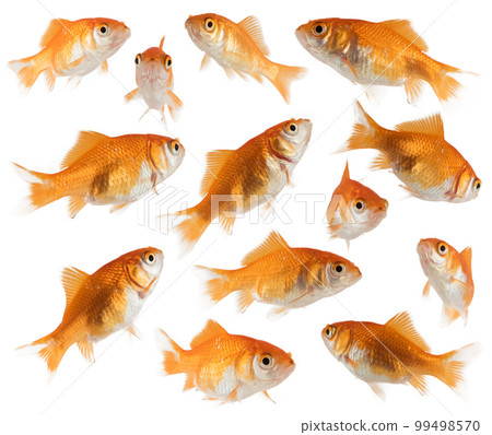 Image of aquarium goldfish they swim together 99498570