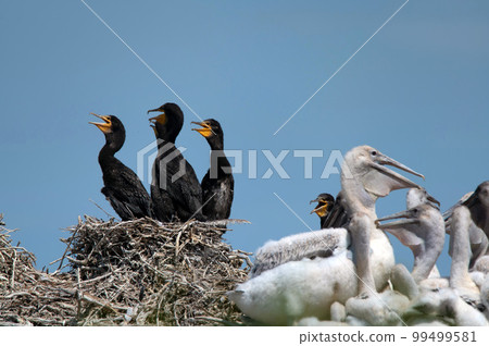 Great cormorant or Phalacrocorax carbo. Breeding colony Great cormorant or Phalacrocorax carbo. Breeding colony 99499581