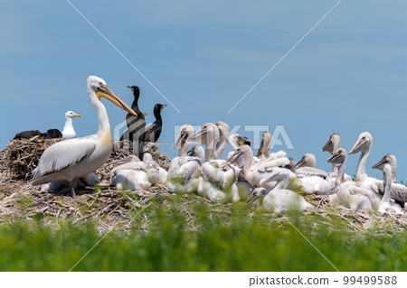 Dalmatian pelican and great cormorant nest colony 99499588