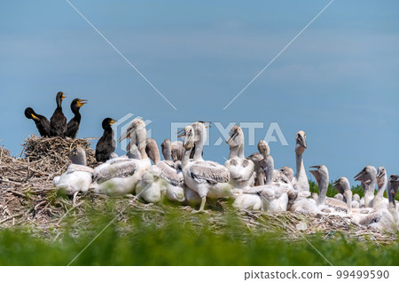 Dalmatian pelican and great cormorant nest colony 99499590