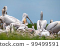Dalmatian pelican or Pelecanus crispus on their nest colony 99499591
