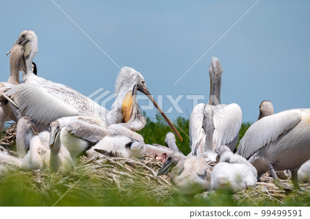Dalmatian pelican or Pelecanus crispus on their nest colony Dalmatian pelican or Pelecanus crispus on their nest colony 99499591