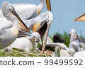 Dalmatian pelican or Pelecanus crispus on their nest colony 99499592