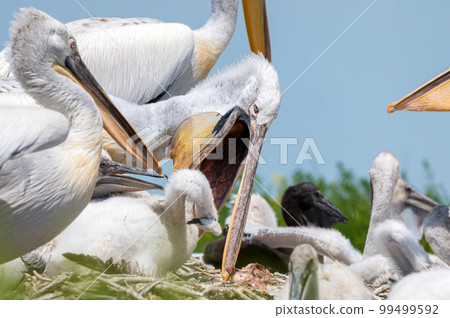 Dalmatian pelican or Pelecanus crispus on their nest colony Dalmatian pelican or Pelecanus crispus on their nest colony 99499592
