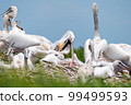 Dalmatian pelican or Pelecanus crispus on their nest colony 99499593