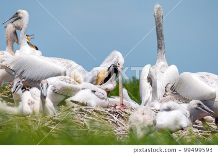 Dalmatian pelican or Pelecanus crispus on their nest colony 99499593