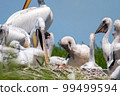 Dalmatian pelican or Pelecanus crispus on their nest colony 99499594