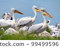 Dalmatian pelican or Pelecanus crispus on their nest colony 99499596