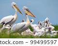 Dalmatian pelican or Pelecanus crispus on their nest colony 99499597