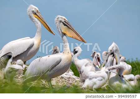 Dalmatian pelican or Pelecanus crispus on their nest colony 99499597