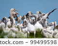 Dalmatian pelican or Pelecanus crispus on their nest colony 99499598