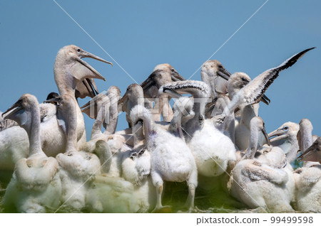 Dalmatian pelican or Pelecanus crispus on their nest colony 99499598