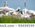 Dalmatian pelican or Pelecanus crispus on their nest colony 99499599