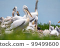 Dalmatian pelican or Pelecanus crispus on their nest colony 99499600