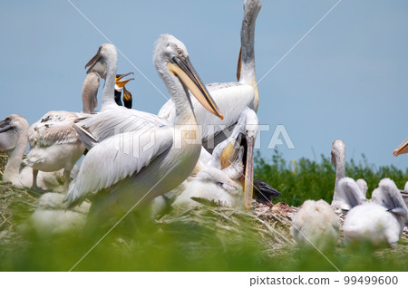 Dalmatian pelican or Pelecanus crispus on their nest colony Dalmatian pelican or Pelecanus crispus on their nest colony 99499600