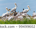 Dalmatian pelican or Pelecanus crispus on their nest colony 99499602