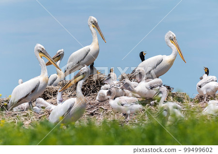 Dalmatian pelican or Pelecanus crispus on their nest colony 99499602