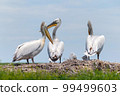Dalmatian pelican or Pelecanus crispus on their nest colony 99499603
