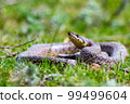 Close-up of blotched snake or Elaphe sauromates showing its tongue 99499604