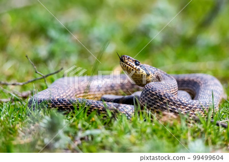 Close-up of blotched snake or Elaphe sauromates showing its tongue Close-up of blotched snake or Elaphe sauromates showing its tongue 99499604
