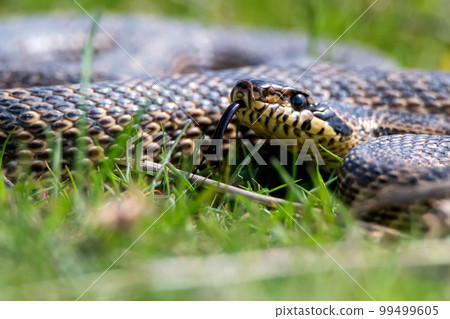 Close-up of blotched snake or Elaphe sauromates showing its tongue Close-up of blotched snake or Elaphe sauromates showing its tongue 99499605