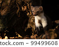 Beech marten or Martes foina also known as stone marten or white-breasted marten 99499608