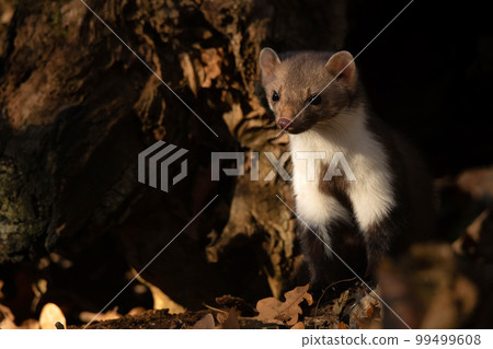 Beech marten or Martes foina also known as stone marten or white-breasted marten Beech marten or Martes foina also known as stone marten or white-breasted marten 99499608