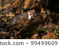 Beech marten or Martes foina also known as stone marten or white-breasted marten 99499609