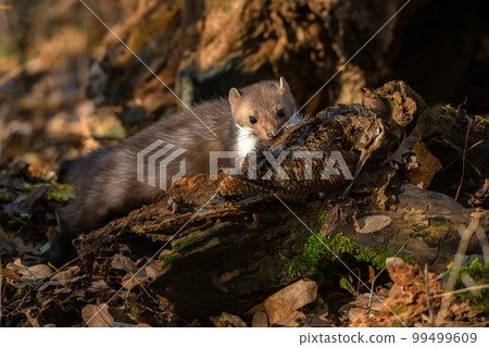 Beech marten or Martes foina also known as stone marten or white-breasted marten 99499609