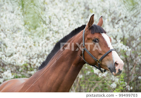 portrait of bay sportive horse posing near blossom tree. spring portrait of bay sportive horse posing near blossom tree. spring 99499703