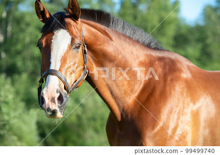 portrait of light bay beautiful   sportive  horse. close up. summer sunny day 99499740