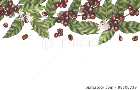 Watercolor frame of red coffee arabica beans on branch with berries. Hand-drawn illustration isolated on white background. Perfect food menu, label, banner, flyer, brochure template. 99500739