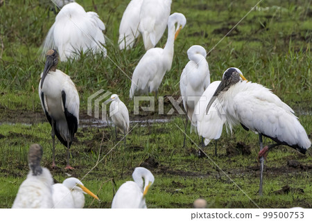 Wood stork photographed at the Cano Negro Wilderness Reserve in Costa Rica 99500753